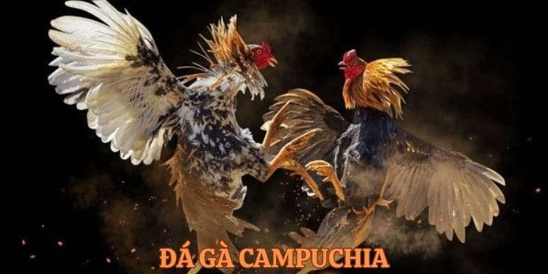 Đôi nét về loại hình đá gà trực tuyến Campuchia